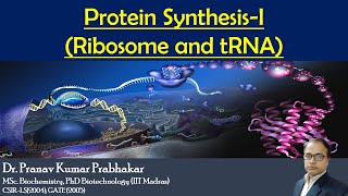 Protein Synthesis Ribosomes and tRNA [upl. by Illac]