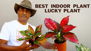 Aglaonema Top 5 Care Tips [upl. by Rooker]