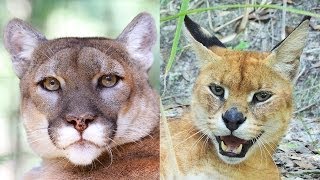 Cougar amp CaracalServal Hybrid Rescued  Sanctuary Closes [upl. by Aicilef284]