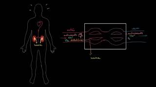 Anatomie et fonctionnement des reins [upl. by Garceau]