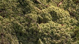 Music of the Plants Wild Moss in Finnish Forest [upl. by Firman]