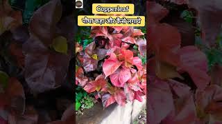 Copperleaf प्लांट को घर पे कैसे और कहा लगाये जानिये सारी बाते gardening shorts youtubeshorts [upl. by Otho]