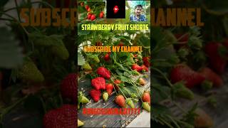 Strawberry Fruit Shorts Fruit Strawberry Farm Visit Viralfruits Viralshort Farming SweetFruit 🍓 [upl. by Nereen810]