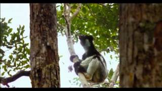 Island of Lemurs Examines Endangered Primates [upl. by Ykciv]