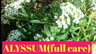 42How to grow and care Alyssum winter flowers [upl. by Regina]