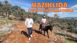 Muğla Milas Kazıklıda Eşekle Deniz Manzaralı Tarla Turu [upl. by Gerta62]