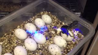 Chelodina setup and live hatching [upl. by Aihsas254]