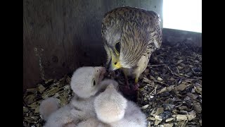 Kestrels Nesting amp hatching [upl. by Block930]