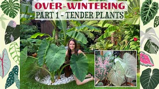 OverWintering My Caladiums  Colocasia Esculenta  Ensete Maurelii 🌴💚🌿 [upl. by Gaither100]