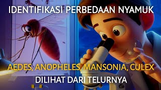 Identifikasi perbedaan nyamuk aedes anopheles mansonia culex dilihat dari telur [upl. by Ardnama]