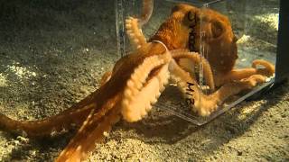 Octopus escaping through a 1 inch diameter hole [upl. by Wind]