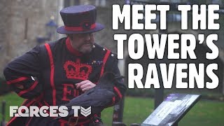 Meet The Tower Of Londons Ravenmaster  Forces TV [upl. by Pierrepont]