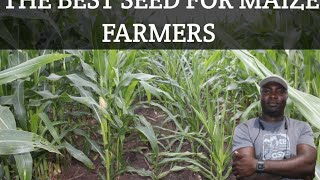 Unlock Your Farms Potential with Hybrid Maize [upl. by Llehsam]