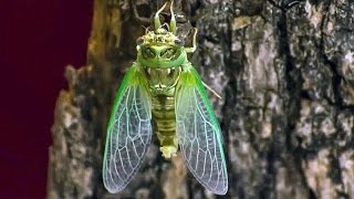 Cicada Molting  Nature Time Lapse Cicala fa la muta [upl. by Bonine]