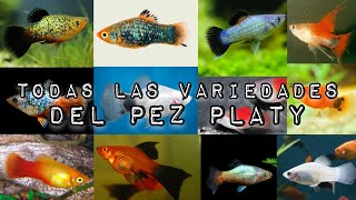 ¿Cuántas VARIEDADES tiene el PEZ PLATY POR ALETA Y POR COLOR [upl. by Lamont]