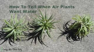 How to Tell When Air Plants Want Water [upl. by Rovelli349]