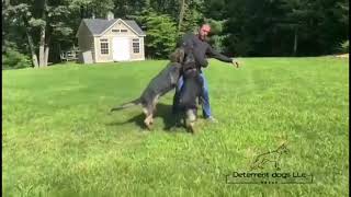 Deterrent Dogs LLc Elite protection dogs [upl. by Illac]