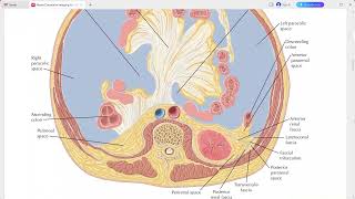 ABDOMEN ANATOMY NETTER SERIES [upl. by Eiveneg869]