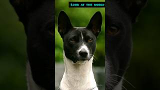 The Basenji The Barkless Dog [upl. by Sire28]