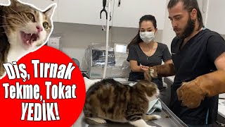 CANIMIZI ZOR KURTARDIK 😱 Kedi Saldırısında Yeni Seviye İstanbul 😅 inanoğlu kedisaldırısı [upl. by Eicyaj]