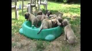 Funny Mastiff Puppies  7 weeks old [upl. by Scandura]