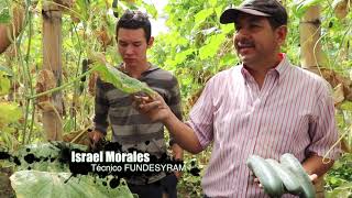 Cultivo de pepino en casa malla ¿por qué debemos seleccionar la variedad [upl. by Savina]