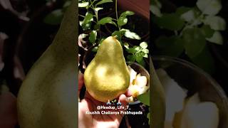 Part 2🍐Pear are fruits produced amp consumed around the🌐organic agriculture harekrishna highlights [upl. by Virgy]