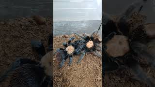 Brachypelma albiceps самка и самец Что будет дальше [upl. by Nilat]