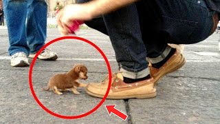 Top 10 Smallest Dogs In The World [upl. by Fernando]