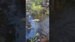 Achillea Millefolium growing next to the waterfall yarrow [upl. by Rep]