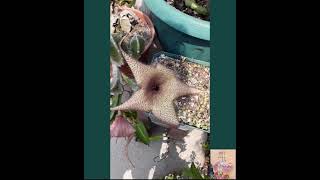 Cuidados y floración de Stapelia gigantea [upl. by Nelubez235]