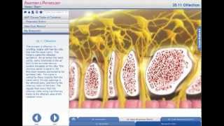 Anatomy amp Physiology  The Process of Olfaction [upl. by Valene]