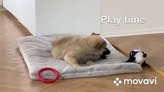 Eurasier puppy 8  12 weeks [upl. by Ahsienad123]