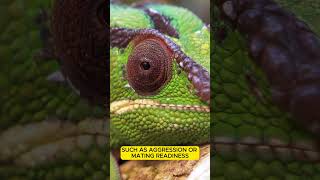 Chameleon Facts  Colorful animalshorts wildlife animalfacts chameleon reptiles [upl. by Walters442]