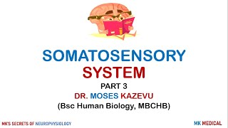 4 Somatosensory System Part 3 [upl. by Golden]