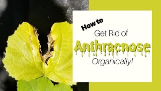 How To Treat Anthracnose ORGANICALLY [upl. by Ajidahk]