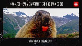 Schweiz  Wallis  SaasFee  Murmeltiere und ewiges Eis  reisenlifestylech [upl. by Anahc]