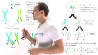 Linked Genes Crossing Over and Genetic Recombination [upl. by Kuhlman796]