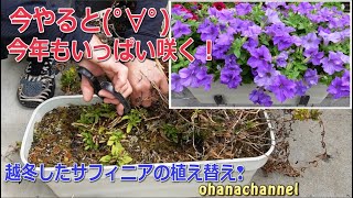 【ガーデンルーティン☆ショート】越冬したサフィニアの植え替え！4月4日の庭作業🌺✂Replanting Petunia Surfinia that have overwintered [upl. by Anomahs]