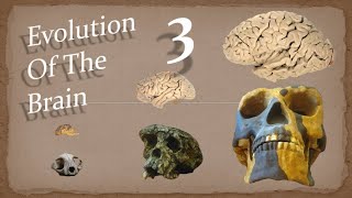 Evolution of Sensing Smell and Taste  Evolution Of The Brain  Episode 3 [upl. by Colan784]