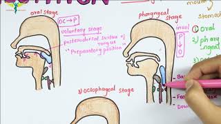 Deglutition or Swallowing  Physiology [upl. by Allemaj855]