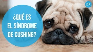 SÍNDROME de CUSHING en perros  Diagnóstico y ¿TRATAMIENTO natural [upl. by Malonis970]