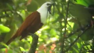 The incredible call of the threewattled bellbird in Costa Rica [upl. by Alian855]