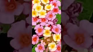 Lantana flowers [upl. by Axel]