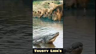 Lions Risky Sip Drinking Water Near a Deadly Crocodile [upl. by Savdeep]