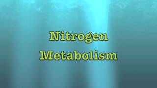 Intro to Nitrogen Metabolism [upl. by Theo]