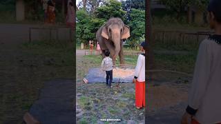 50 Sal ka Hathi 🐘😯minivlogs shorts shirts trendingshorts todaytrending [upl. by Lubeck]