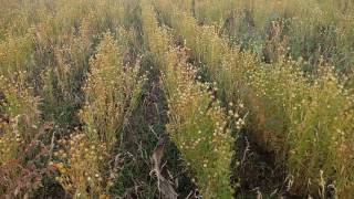 Flax seedfarming [upl. by Enilarac486]