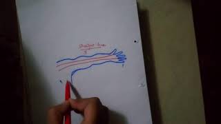 UPPER LIMB dermatomes drawing made FUN and easyposterior part [upl. by Anawed]