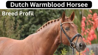 Dutch Warmblood Horse Breed Profile [upl. by Anivlis]